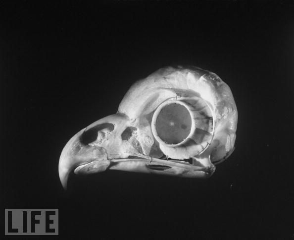 owl skull.jpg (19 KB)
